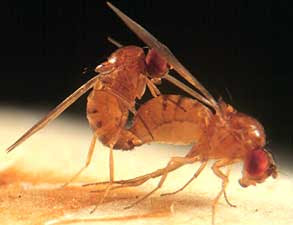 drosophila.jpg