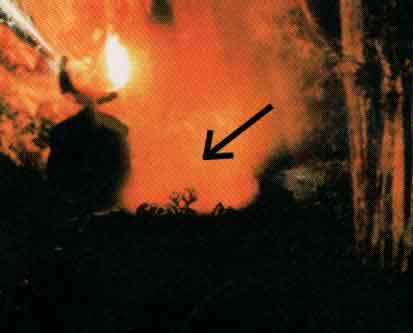 [program_skeleton.jpg]