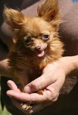 file photos: Smallest Dog in the World