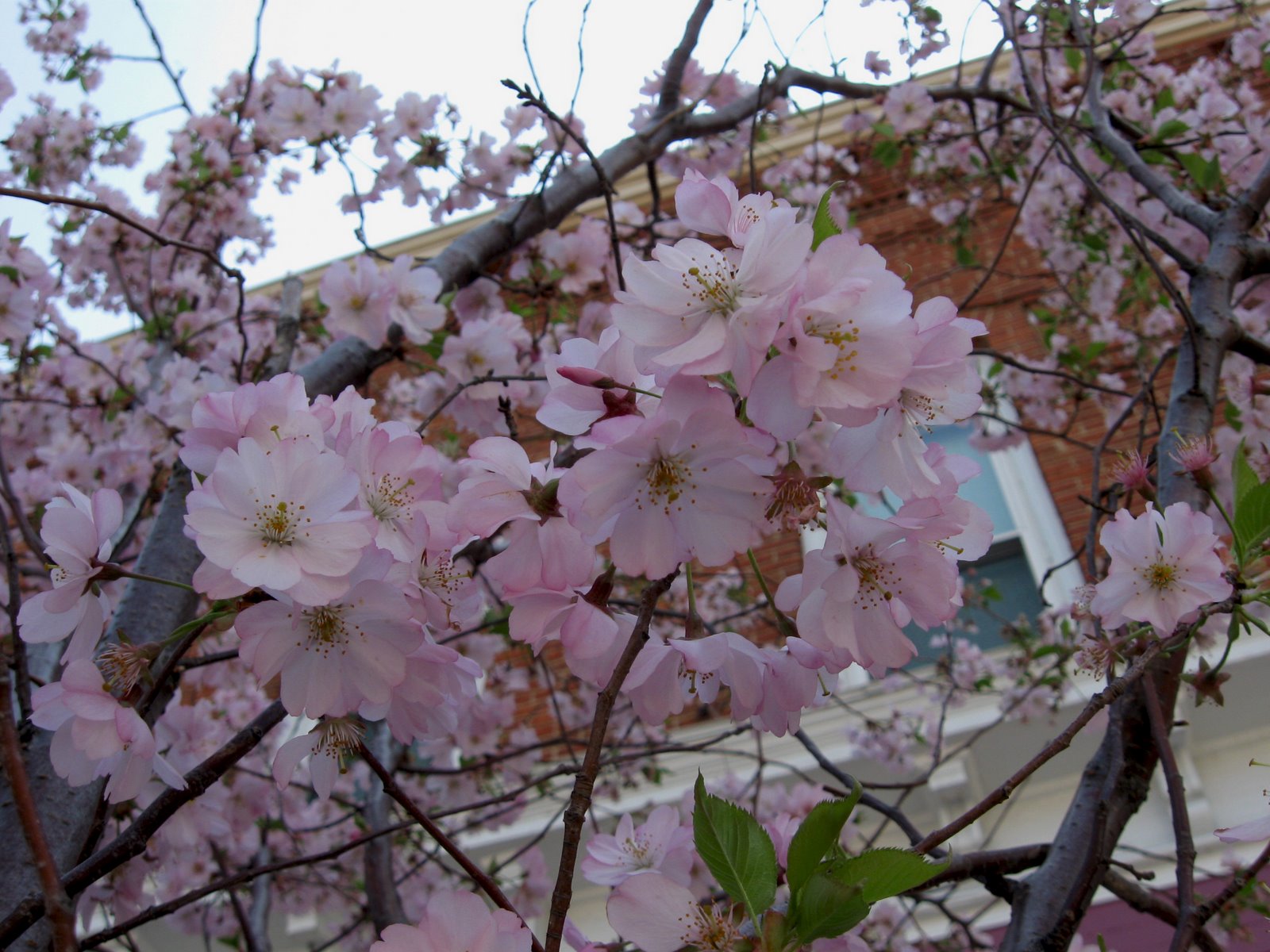 [spring+flowers+024.JPG]
