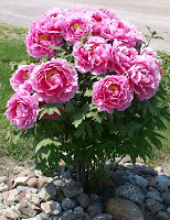 Another view of Sherry's peony tree