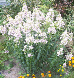 white flowers of my obedient plant in the back yard
