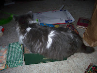 Annie, yet another try into the shoe box