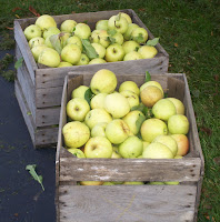 two bushels of Golden Delicious Apples that Dad picked from our tree
