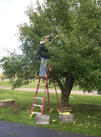 Dad picking apples on the ladder