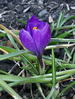 purple crocus along the fence flower patch