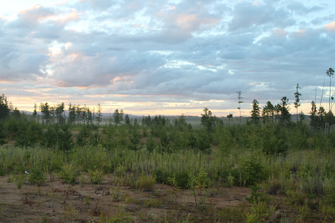 Sunset in the Taiga