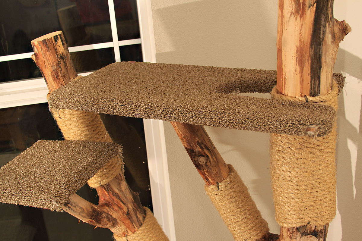 Cat Climbers Cat Climbers!!!!!