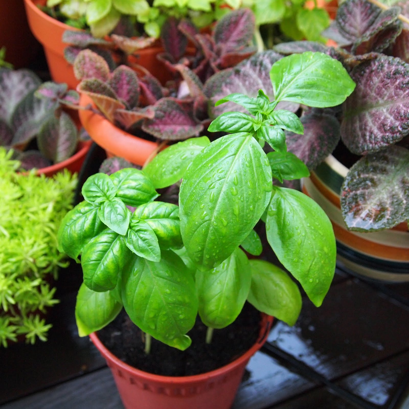 ohiPPo's backyard Sweet Basil