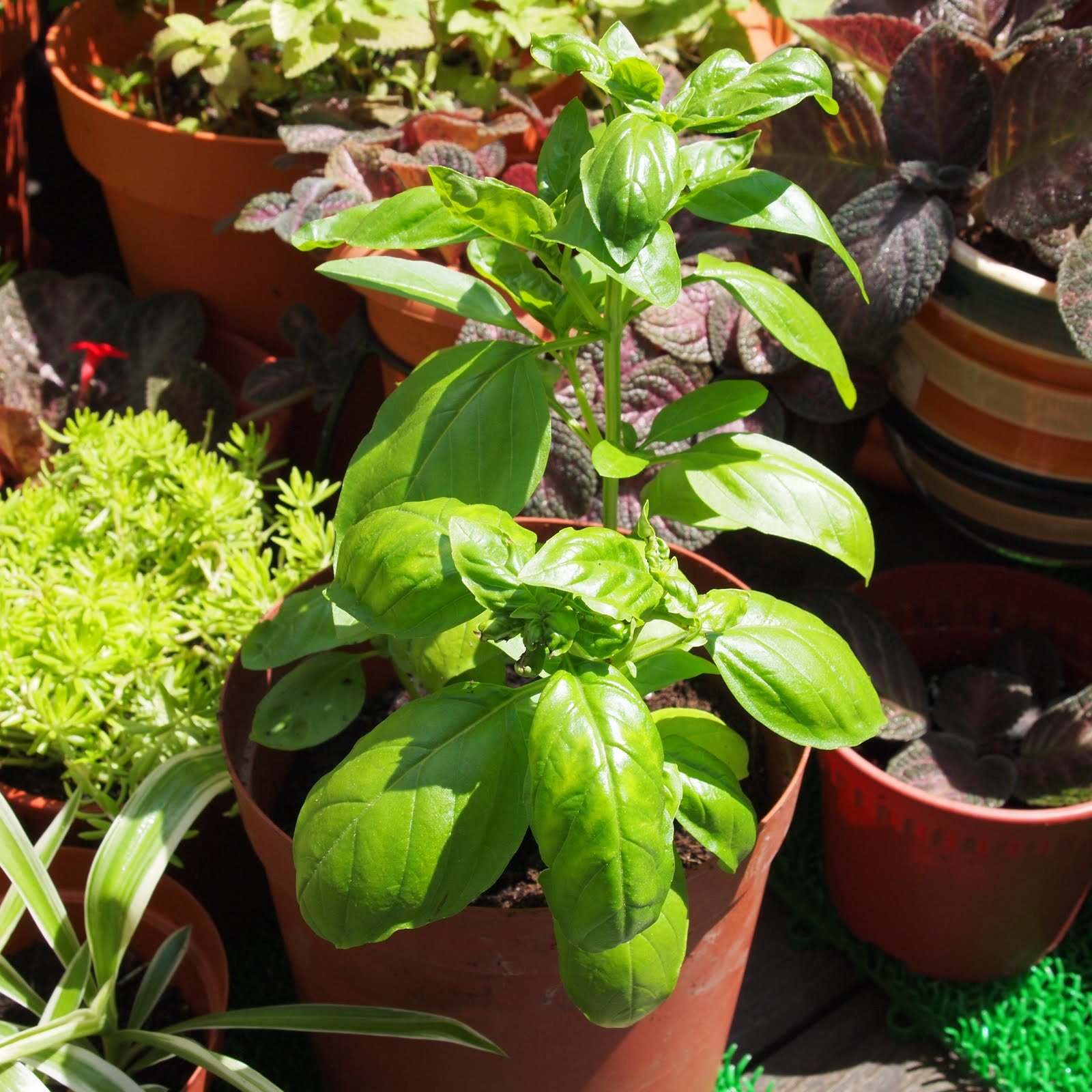 Thanksgiving cornucopia with poo