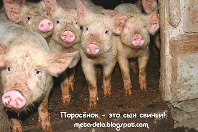 Поросенок на камаз это