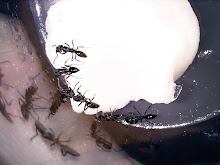 Ants in our Ant Farm