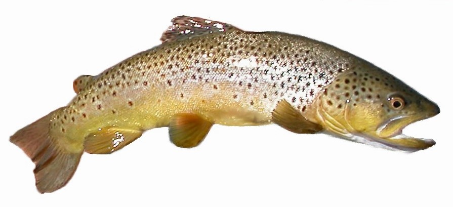 [brown_trout.jpg]