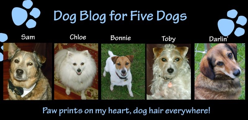 Dog Blog for five dogs