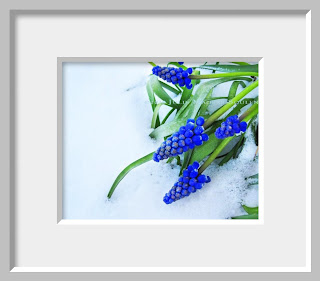 Deep royal blue grape hyacinths bend low under the weight of a fresh spring snow in the Colorado Rockies. 