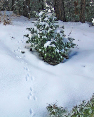A trail of rabbit tracks in snow leads up a snowbank and into a forest.