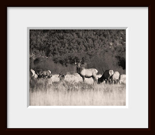 A framed sepia print of a dominant bull elk guards his harem protectively.