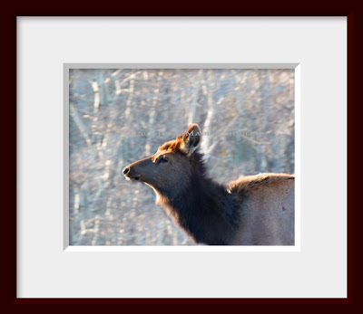 A framed photo of a young elk cow.