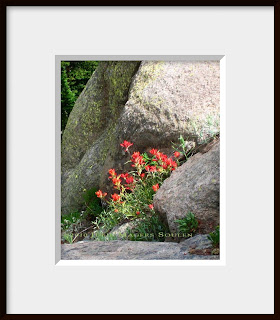 A framed photo of Indian paintbrush growing in the rocks at Rocky Mountain National Park.