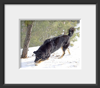 a framed photo of a black dog tracking in the snow