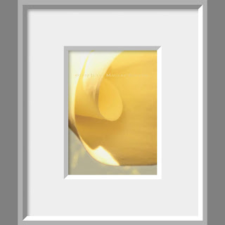 Framed photo of gentle curls of yellow flower petal catch the morning light on this calla lily.