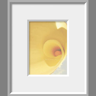 A framed photo of a luscious curve of butter yellow flower petal swirls into the center of the calla lily.