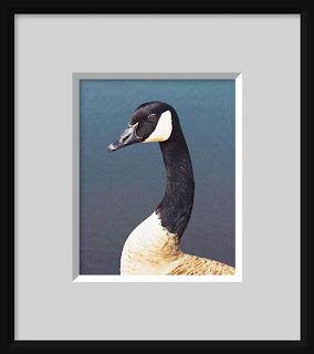 A photo painting of a Canadian goose with neck stretched up and looking alert.