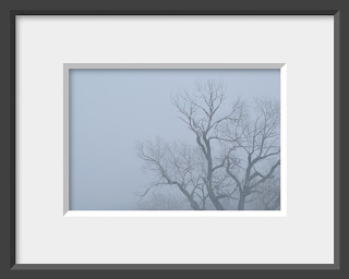 A framed photo of an ancient cottonwood tree is a pale twisted shadow in the gray fog. 