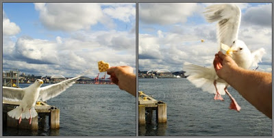 seagull in flight taking cracker from hand