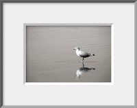 Framed photo of a solitary seagull walks along a wild beach in Olympic National Park casting a shimmering reflection on the wet sand