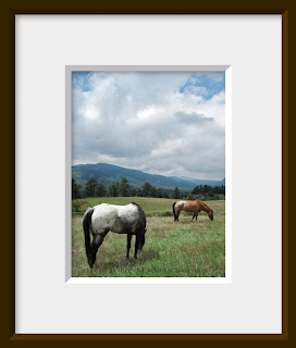 Appaloosa horses grazing in a green mountain valley.