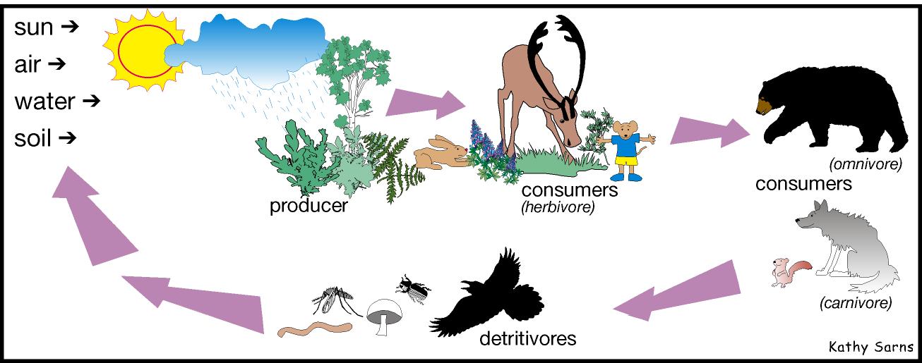 In an ecosystem, food chains