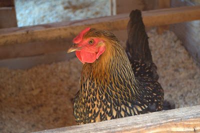 Chickens Coming Home to Roost - In Our Backyard
