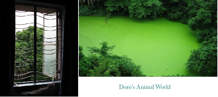 Doro's Animal World