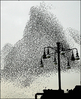SWARM/ACCUMULATE/CLUSTER: Robot/ Artificial Intelligence Swarms