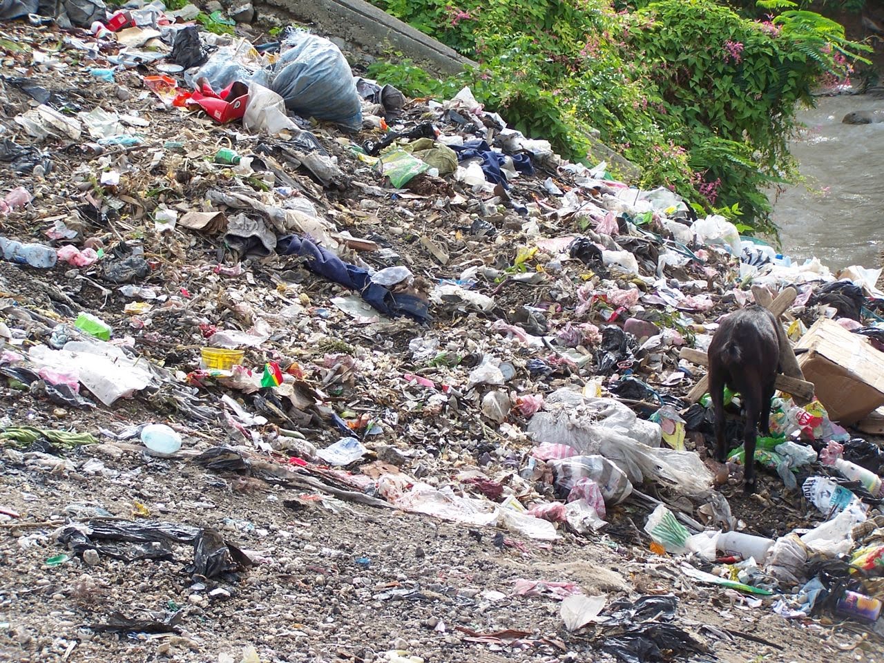 What Is The Full Meaning Of Litter? Mastery Wiki