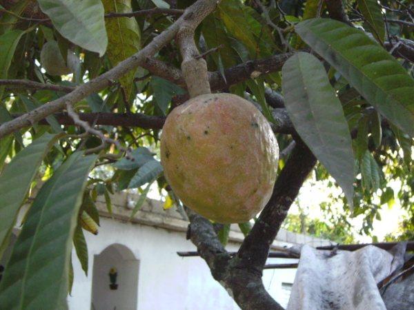 Algunas Frutas De Mi Pais Rep Dominicana Amigoparasiempre Gabitos 