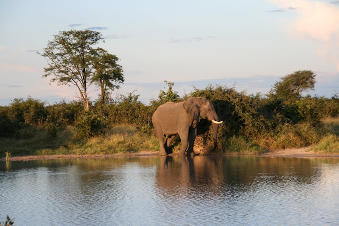 Elephant at the watering hole