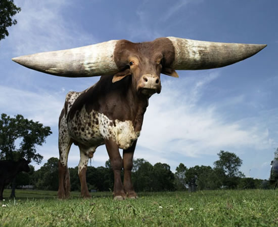 largest horns