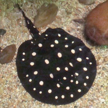 [burbmomdallasworldaquariumstingray.jpg]
