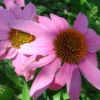 [burbmomlisdolapinkdaisies.jpg]