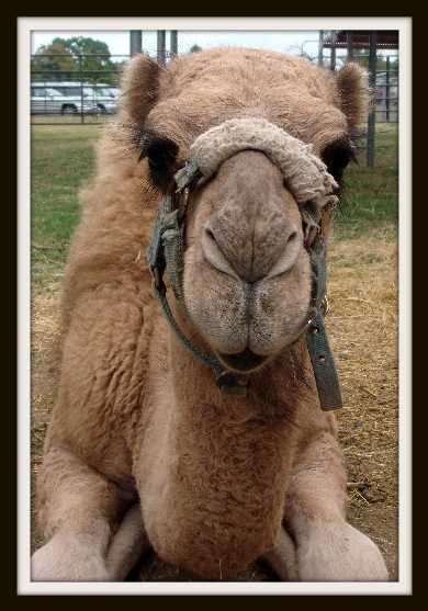 [pzcamel33.jpg]