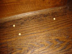 [Cheeriosonfloor.jpg]