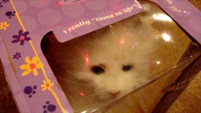 [furrealkittycat.jpg]