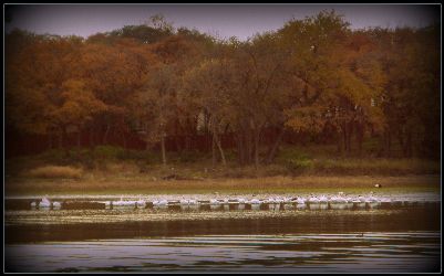 [wwtgbirdsalongshore.jpg]