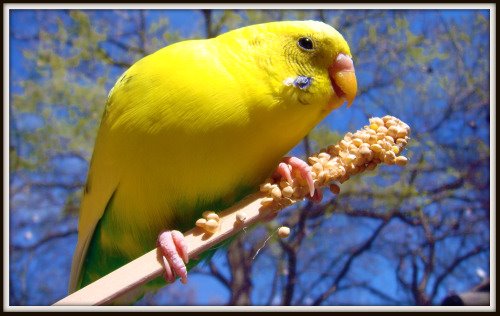 [birdonastick.jpg]