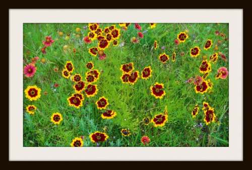 [wildflowersframed.jpg]