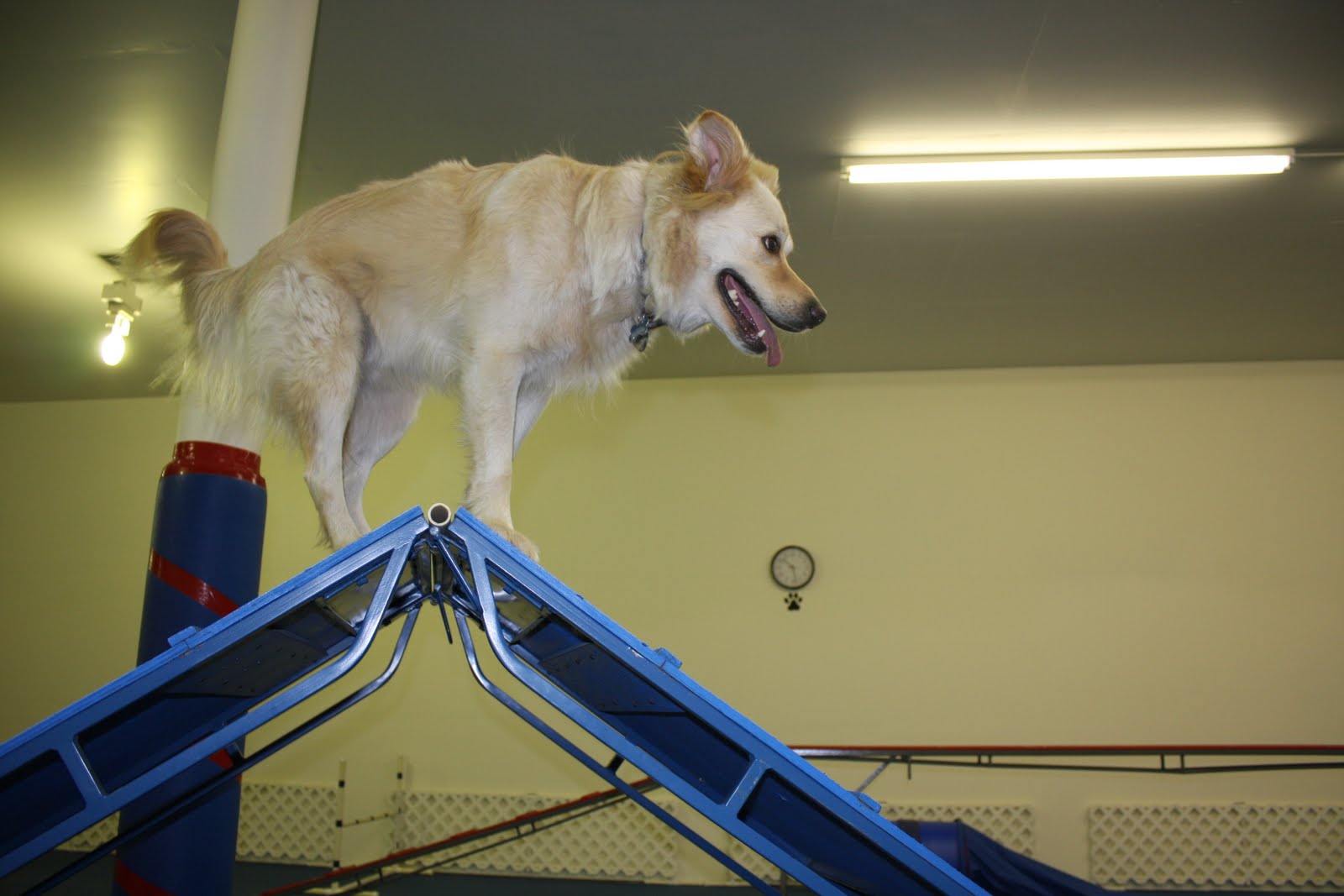 Hot Diggity Dog Sports Agility