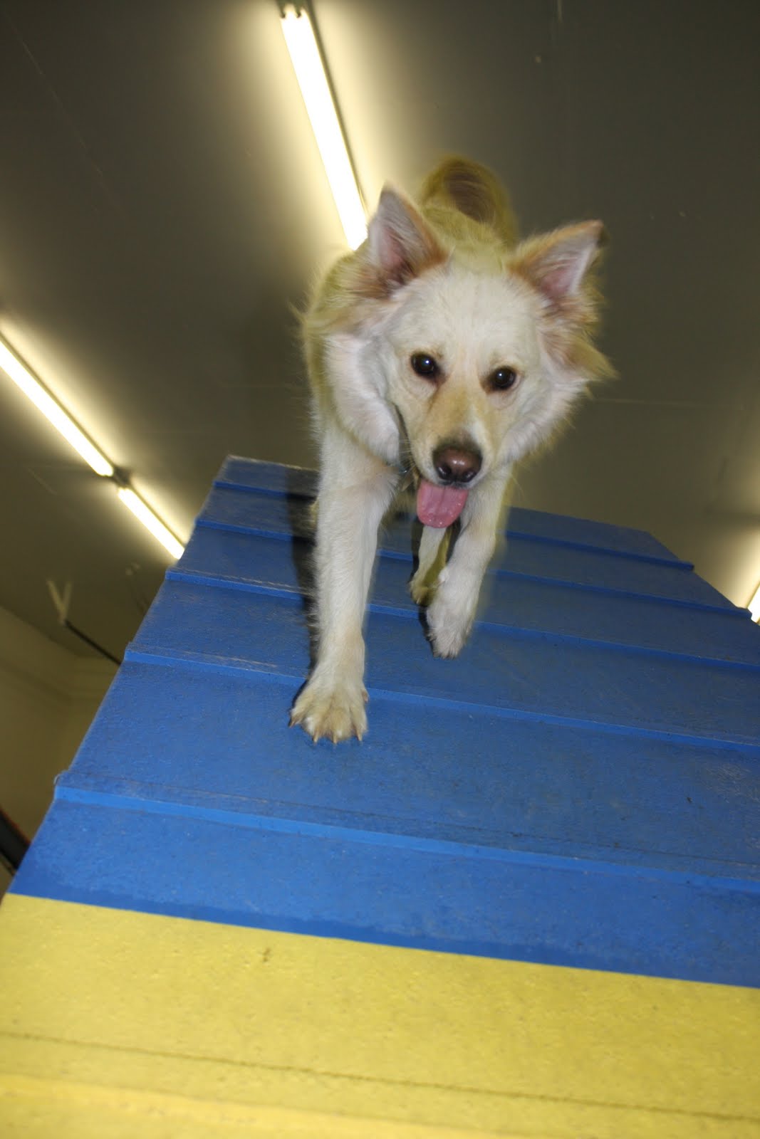 Hot Diggity Dog Sports Agility