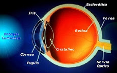 Anatomìa del ojo